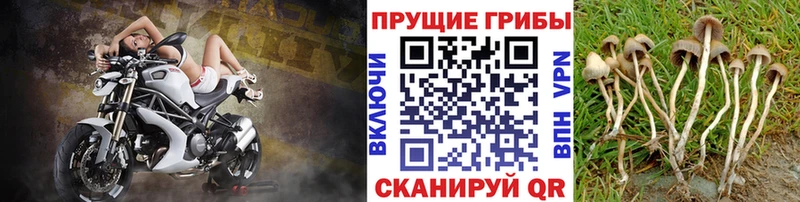 Галлюциногенные грибы Cubensis  Купить  Углич 